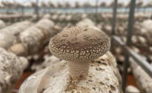 吃瓜爆料蘑菇招商引资,蘑菇招商引资背后的秘密与机遇